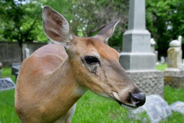 About Willowbrook Cemetery