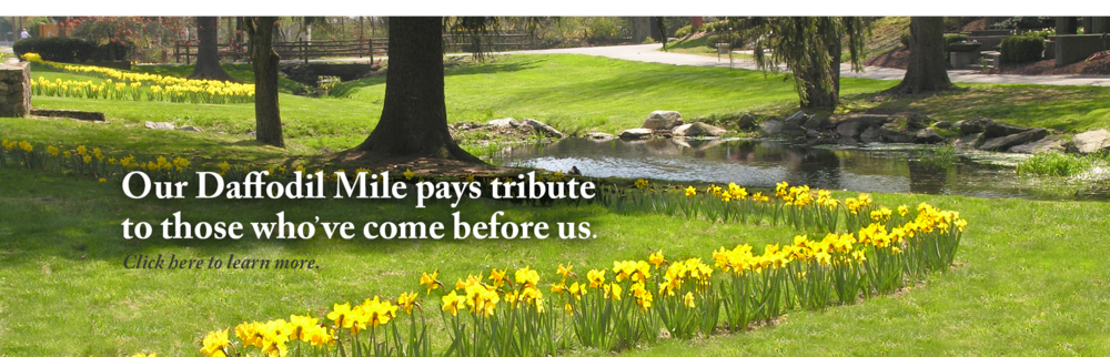 Daffodil Mile