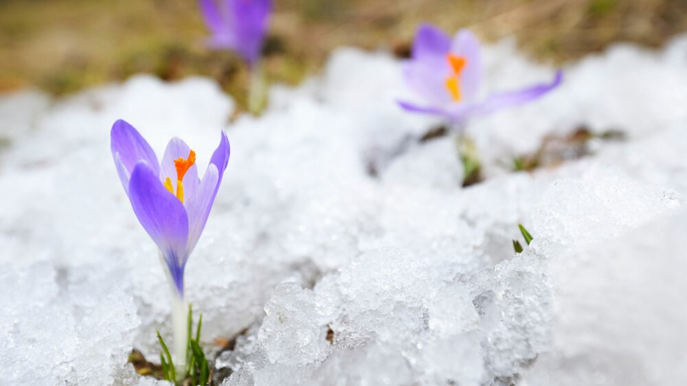 Honoring Loved Ones in Early Spring: Meaningful Ways to Remember at Willowbrook Cemetery